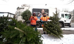 Christbaumentsorgung von LINZ AG ABFALL