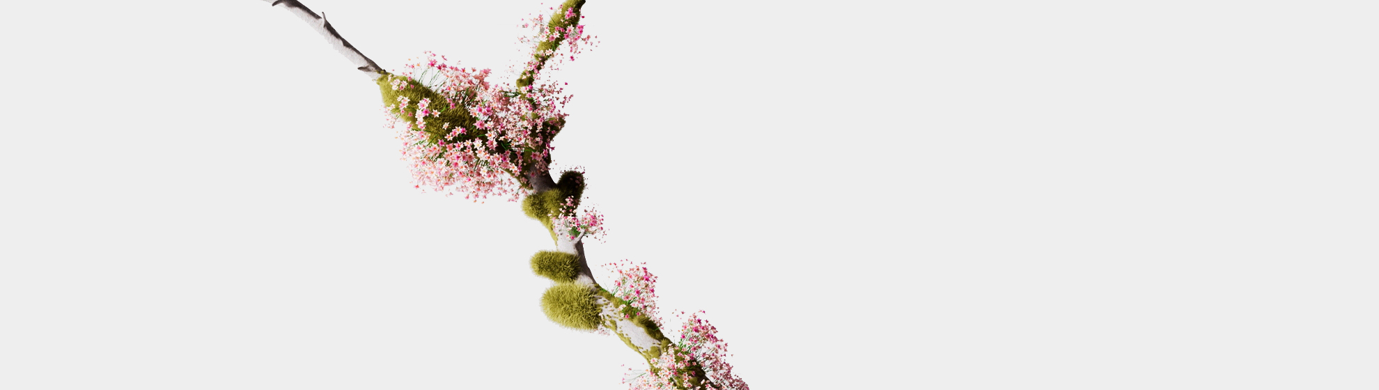 Ein mit  Moos bewachsener Stein und ein blühender Ast