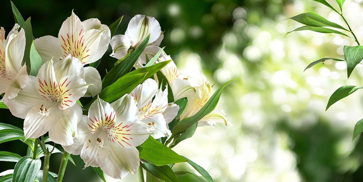 Callus Blumenstrauß