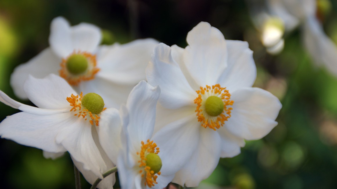 Callus Blumenstrauß