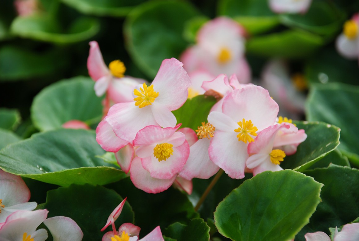 Callus Blumenstrauß