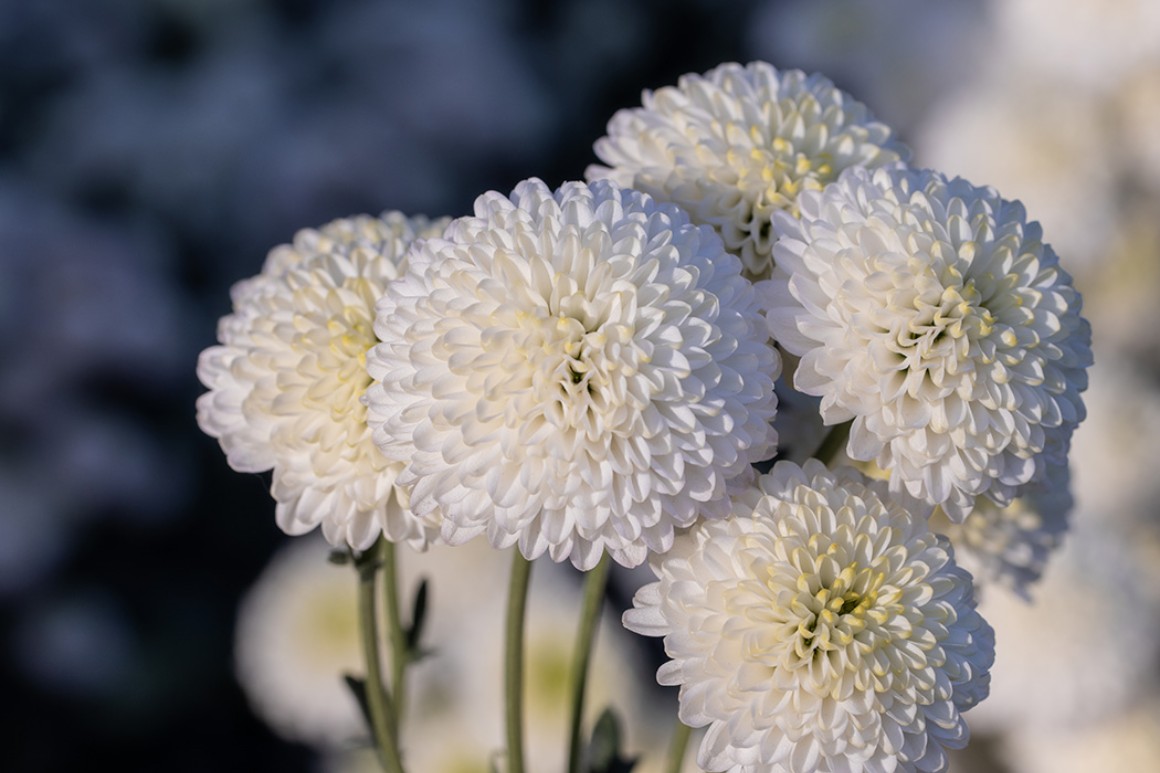 Callus Blumenstrauß