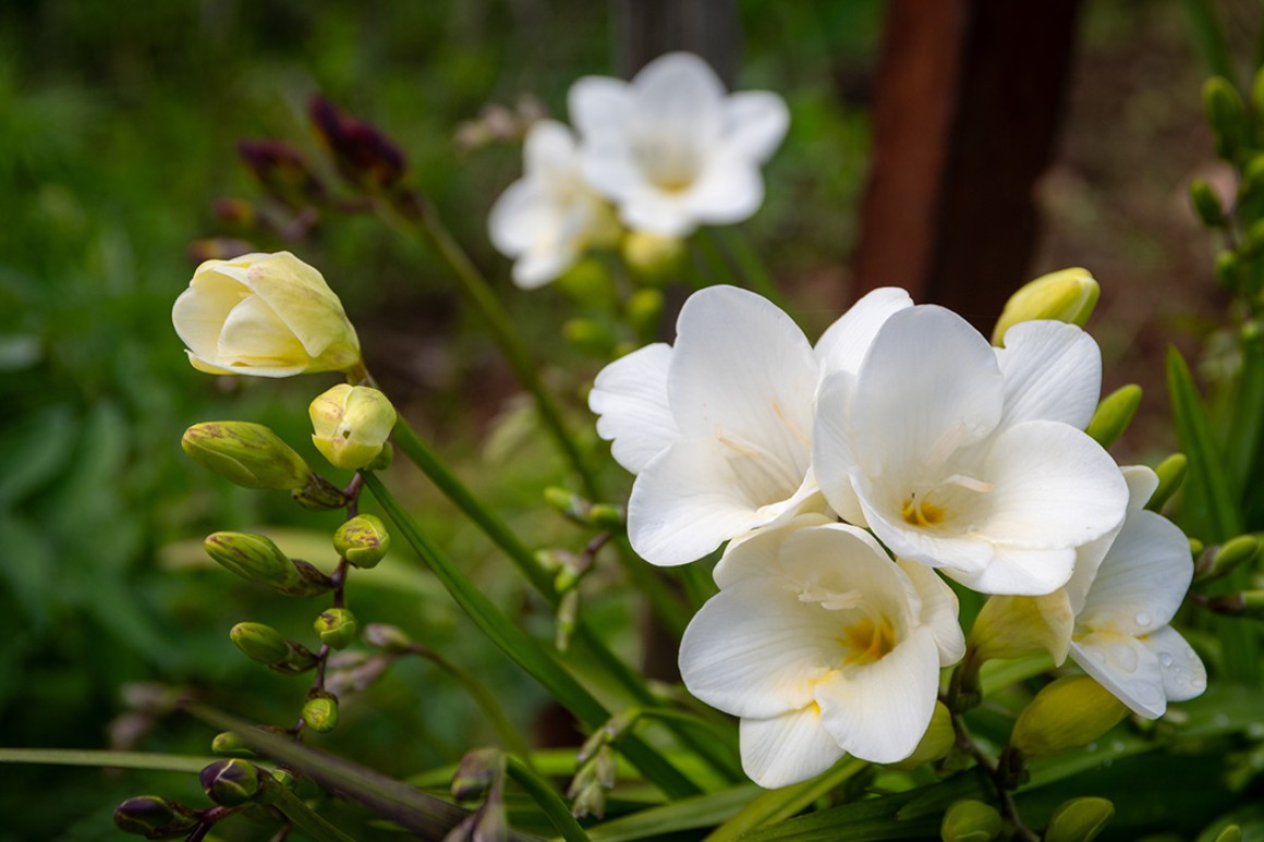 Callus Blumenstrauß