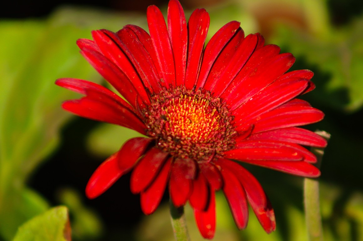 Callus Blumenstrauß