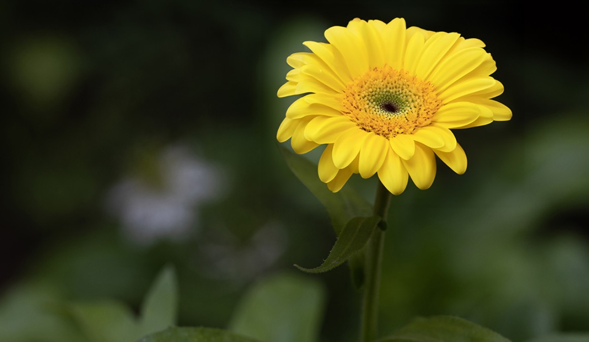 Callus Blumenstrauß