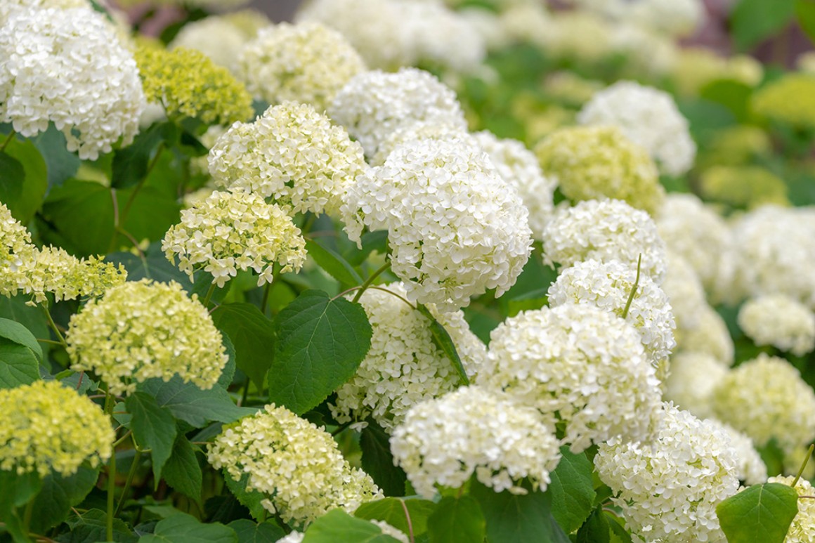 Callus Blumenstrauß