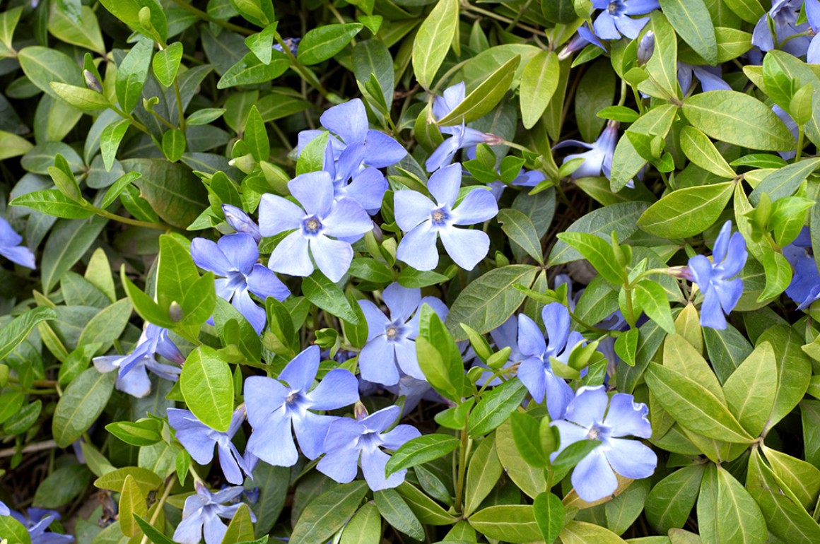 Callus Blumenstrauß