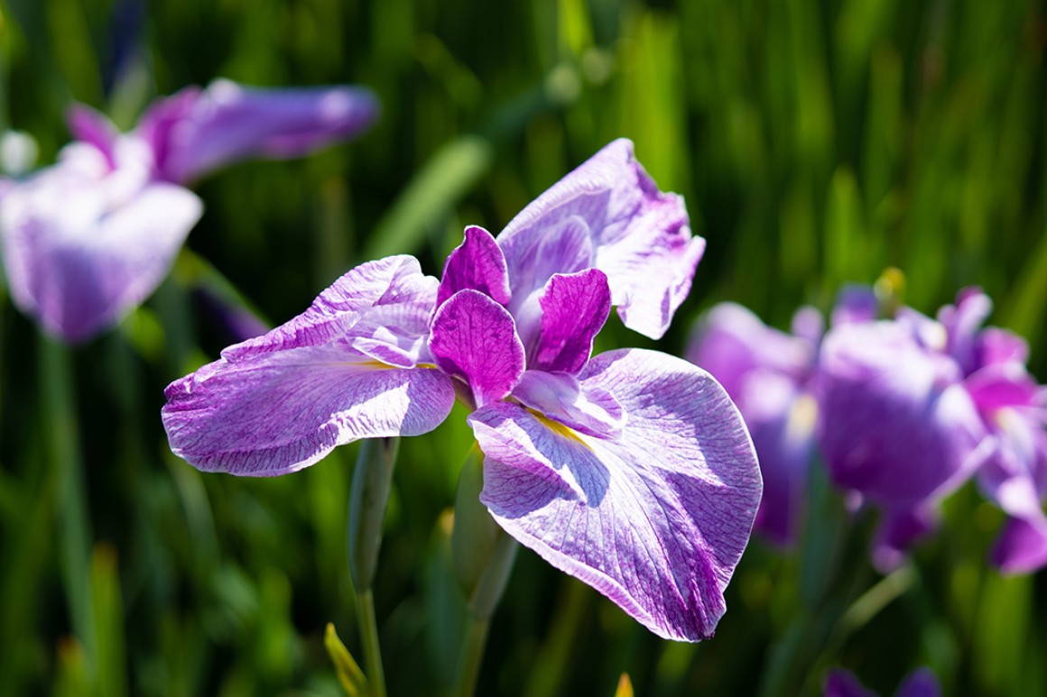 Callus Blumenstrauß