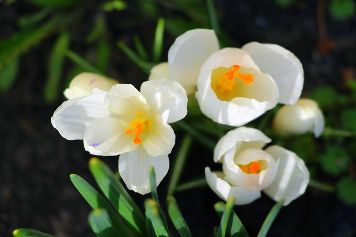 Callus Blumenstrauß