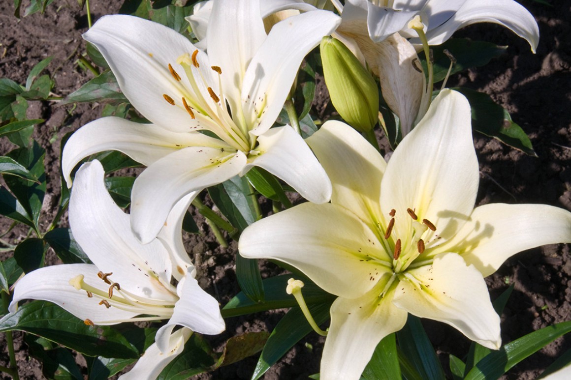 Callus Blumenstrauß