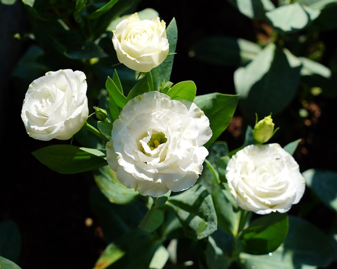 Callus Blumenstrauß