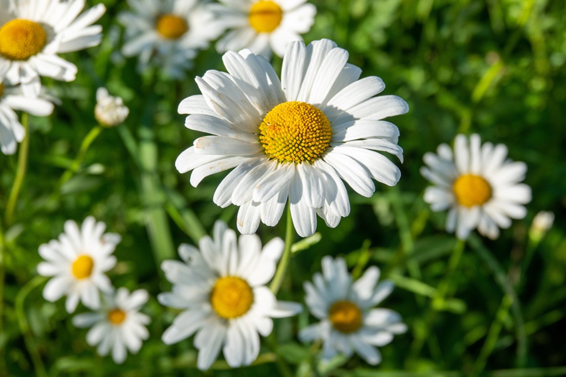 Callus Blumenstrauß