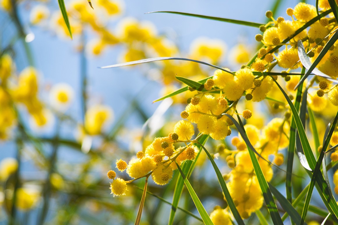 Callus Blumenstrauß