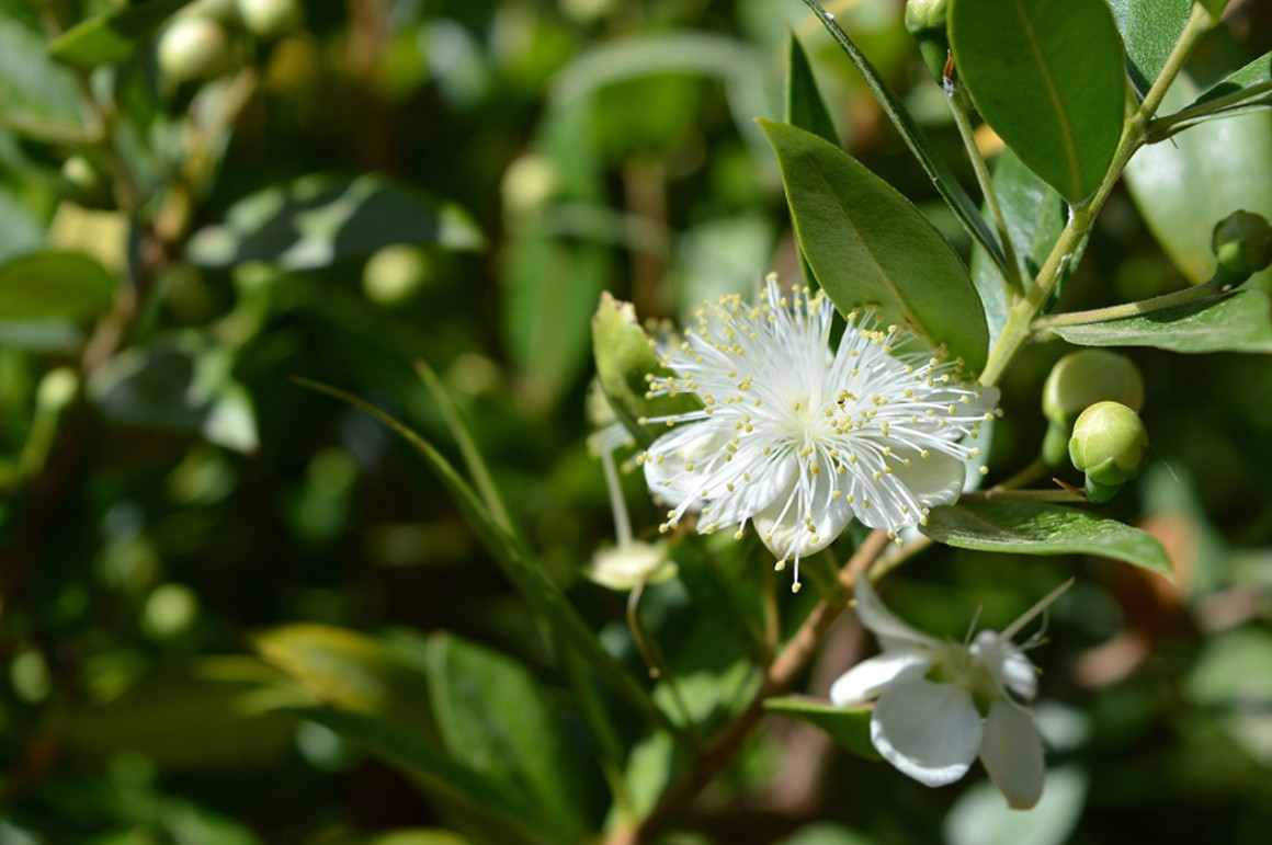 Callus Blumenstrauß