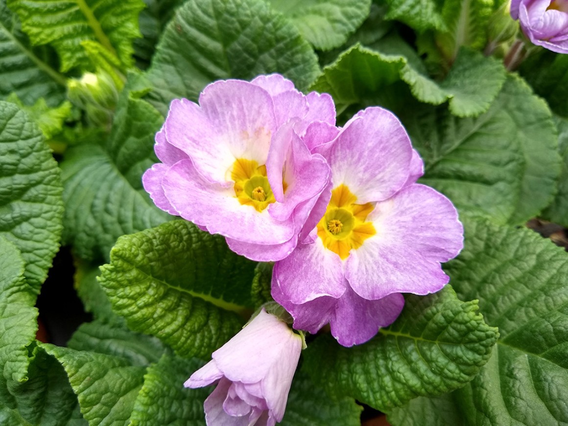 Callus Blumenstrauß