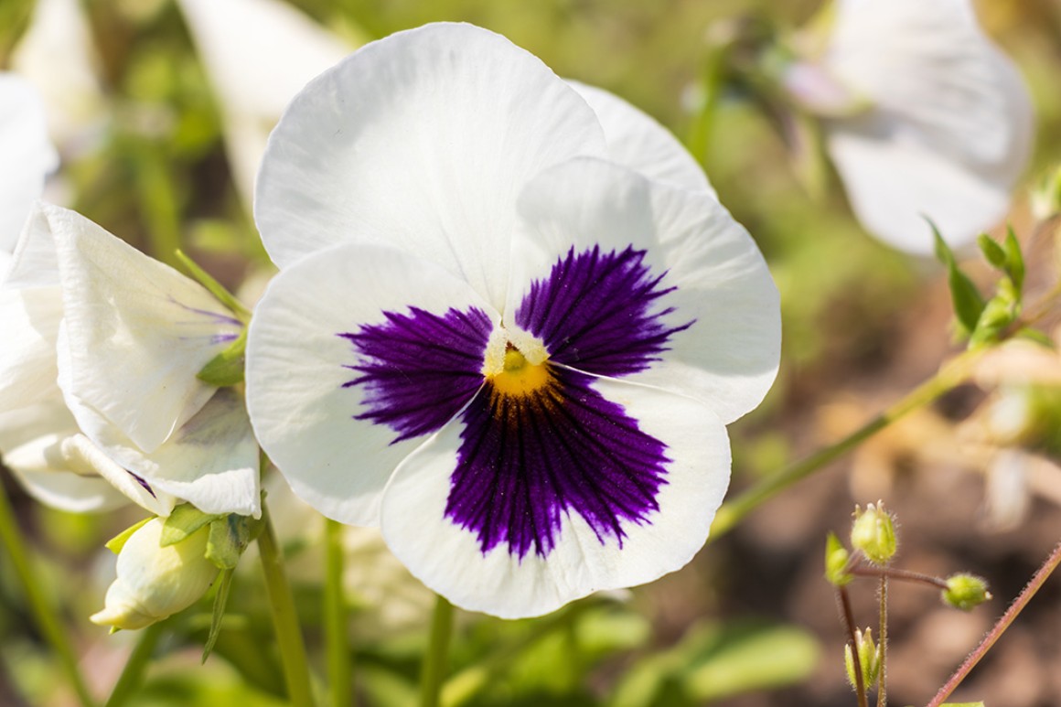 Callus Blumenstrauß