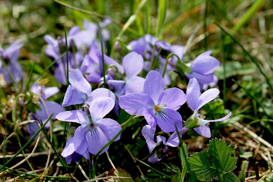 Callus Blumenstrauß